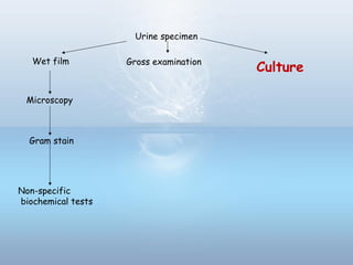 Urine specimen
Wet film
Culture
Microscopy
Gram stain
Non-specific
biochemical tests
Gross examination
 