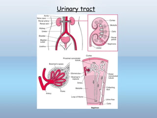 Urinary tract
 
