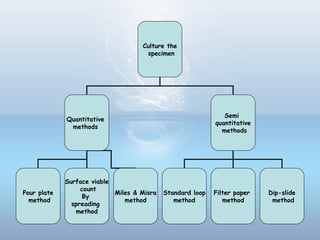 Culture the
specimen
Quantitative
methods
Semi
quantitative
methods
Pour plate
method
Surface viable
count
By
spreading
method
Standard loop
method
Filter paper
method
Dip-slide
method
Miles & Misra
method
 