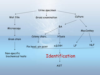 Urine specimen
Wet film Culture
Microscopy
Gram stain
Non-specific
biochemical tests
Gross examination
BA
MacConkey
LF NLF
Colony charc. H’lysis
α,β,NHPin head, pin point
Identification
AST
 