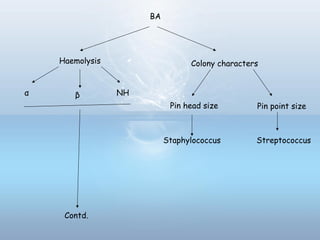 BA
Haemolysis Colony characters
βα NH
Pin head size Pin point size
Staphylococcus Streptococcus
Contd.
 