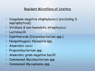 Resident Microflora of Urethra
• Coagulase-negative staphylococci (excluding S.
saprophyticus)
• Viridians & non-hemolytic streptococci
• Lactobacilli
• Diphtheroids (Corynebacterium spp.)
• Nonpathogenic Neisseria spp.
• Anaerobic cocci
• Propionibacterium spp.
• Anaerobic gram-negative bacilli
• Commensal Mycobacterium spp.
• Commensal Mycoplasma spp.
 