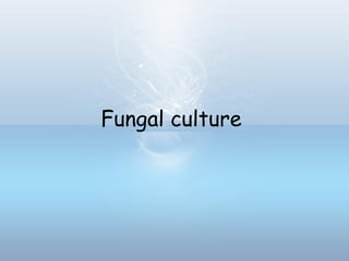 Fungal culture
 