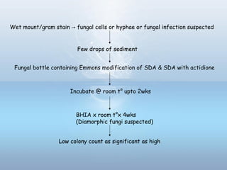 Wet mount/gram stain fungal cells or hyphae or fungal infection suspected→
Few drops of sediment
Fungal bottle containing Emmons modification of SDA & SDA with actidione
Incubate @ room t° upto 2wks
BHIA x room t°x 4wks
(Diamorphic fungi suspected)
Low colony count as significant as high
 