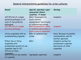 General interpretation guidelines for urine cultures
Result Specific specimen type/
associated clinical
condition, if known
Workup
≥104
CFU/ml of a single
potential pathogen or of
each of two potential
pathogens
MSU/ Pyelonephritis,
acute cystitis,
asymptomatic bacteriuria
or catheterized urines
Complete
≥103
CFU/ml of a single
potential pathogen
MSU/symptomatic males
or catheterized urines or
acute urethral syndrome
Complete
≥three organisms with no
predominating organism
MSU or catheterized
urines
None. Because of possible
contamination, ask for
another specimen
Either two or three
organisms with
predominant growth of one
organism type & <104
CFU/ml of other
organisms
MSU Complete workup for
predominant organism.
description of other
organisms
≥102
CFU/ml of any number
of organism
Suprapubic aspirates complete
 