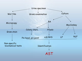 Urine specimen
Wet film Culture
Microscopy
Gram stain
Non-specific
biochemical tests
Gross examination
BA
MacConkey
LF NLF
Colony charc. H’lysis
α,β,NHSPin head, pin point
Identification
AST
 