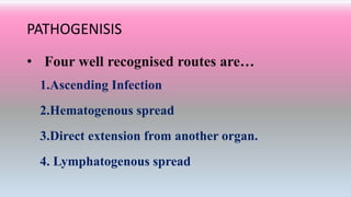PATHOGENISIS
• Four well recognised routes are…
1.Ascending Infection
2.Hematogenous spread
3.Direct extension from another organ.
4. Lymphatogenous spread
 