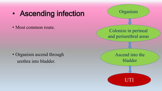 • Ascending infection
• Most common route.
• Organism ascend through
urethra into bladder.
Organism
Colonize in perineal
and periurethral areas
Ascend into the
bladder
UTI
 