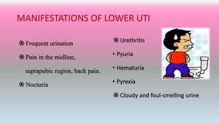 MANIFESTATIONS OF LOWER UTI
 Frequent urination
 Pain in the midline,
suprapubic region, back pain.
 Nocturia
 Urethritis
• Pyuria
• Hematuria
• Pyrexia
 Cloudy and foul-smelling urine
 