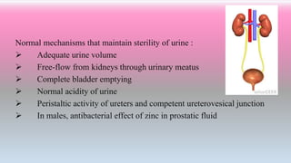 Normal mechanisms that maintain sterility of urine :
 Adequate urine volume
 Free-flow from kidneys through urinary meatus
 Complete bladder emptying
 Normal acidity of urine
 Peristaltic activity of ureters and competent ureterovesical junction
 In males, antibacterial effect of zinc in prostatic fluid
 