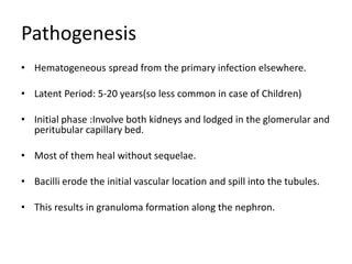 Pathogenesis
• Hematogeneous spread from the primary infection elsewhere.
• Latent Period: 5-20 years(so less common in case of Children)
• Initial phase :Involve both kidneys and lodged in the glomerular and
peritubular capillary bed.
• Most of them heal without sequelae.
• Bacilli erode the initial vascular location and spill into the tubules.
• This results in granuloma formation along the nephron.
 