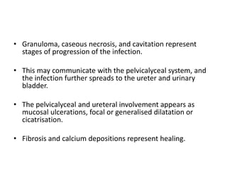 • Granuloma, caseous necrosis, and cavitation represent
stages of progression of the infection.
• This may communicate with the pelvicalyceal system, and
the infection further spreads to the ureter and urinary
bladder.
• The pelvicalyceal and ureteral involvement appears as
mucosal ulcerations, focal or generalised dilatation or
cicatrisation.
• Fibrosis and calcium depositions represent healing.
 