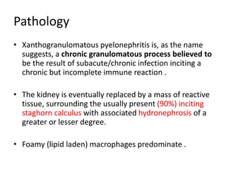 Pathology
• Xanthogranulomatous pyelonephritis is, as the name
suggests, a chronic granulomatous process believed to
be the result of subacute/chronic infection inciting a
chronic but incomplete immune reaction .
• The kidney is eventually replaced by a mass of reactive
tissue, surrounding the usually present (90%) inciting
staghorn calculus with associated hydronephrosis of a
greater or lesser degree.
• Foamy (lipid laden) macrophages predominate .
 