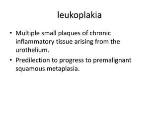 leukoplakia
• Multiple small plaques of chronic
inflammatory tissue arising from the
urothelium.
• Predilection to progress to premalignant
squamous metaplasia.
 