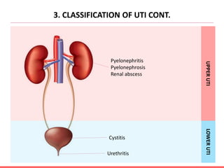 3. CLASSIFICATION OF UTI CONT.
Urethritis
Cystitis
Pyelonephritis
Pyelonephrosis
Renal abscess
UPPER
UTI
LOWER
UTI
 