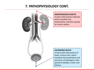 7. PATHOPHYSIOLOGY CONT.
HEMATOGENOUS ROUTE
It starts with primary infection
which manifest into
bacteraemia, and then spread
to urinary system.
ASCENDING ROUTE
It starts with colonization of
lower urinary tract, which
manifest into penetration and
ascension of pathogens, then
spread to bladder, ureter and
kidneys.
 