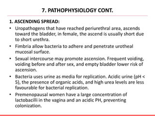 7. PATHOPHYSIOLOGY CONT.
1. ASCENDING SPREAD:
• Uropathogens that have reached periurethral area, ascends
toward the bladder, in female, the ascend is usually short due
to short urethra.
• Fimbria allow bacteria to adhere and penetrate urotheal
mucosal surface.
• Sexual intercourse may promote ascension. Frequent voiding,
voiding before and after sex, and empty bladder lower risk of
ascension.
• Bacteria uses urine as media for replication. Acidic urine (pH <
5), the presence of organic acids, and high urea levels are less
favourable for bacterial replication.
• Premenopausal women have a large concentration of
lactobacilli in the vagina and an acidic PH, preventing
colonization.
 