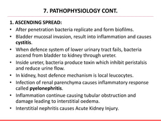 7. PATHOPHYSIOLOGY CONT.
1. ASCENDING SPREAD:
• After penetration bacteria replicate and form biofilms.
• Bladder mucosal invasion, result into inflammation and causes
cystitis.
• When defence system of lower urinary tract fails, bacteria
ascend from bladder to kidney through ureter.
• Inside ureter, bacteria produce toxin which inhibit peristalsis
and reduce urine flow.
• In kidney, host defence mechanism is local leucocytes.
• Infection of renal parenchyma causes inflammatory response
called pyelonephritis.
• Inflammation continue causing tubular obstruction and
damage leading to interstitial oedema.
• Interstitial nephritis causes Acute Kidney Injury.
 