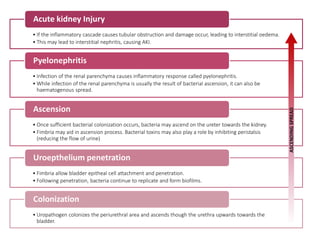 • If the inflammatory cascade causes tubular obstruction and damage occur, leading to interstitial oedema.
• This may lead to interstitial nephritis, causing AKI.
Acute kidney Injury
• Infection of the renal parenchyma causes inflammatory response called pyelonephritis.
• While infection of the renal parenchyma is usually the result of bacterial ascension, it can also be
haematogenous spread.
Pyelonephritis
• Once sufficient bacterial colonization occurs, bacteria may ascend on the ureter towards the kidney.
• Fimbria may aid in ascension process. Bacterial toxins may also play a role by inhibiting peristalsis
(reducing the flow of urine)
Ascension
• Fimbria allow bladder epitheal cell attachment and penetration.
• Following penetration, bacteria continue to replicate and form biofilms.
Uroepthelium penetration
• Uropathogen colonizes the periurethral area and ascends though the urethra upwards towards the
bladder.
Colonization
ASCENDING
SPREAD
 