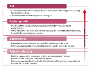 • If the inflammatory cascade causes tubular obstruction and damage occur, leading
to interstitial oedema.
• This may lead to interstitial nephritis, causing AKI.
AKI
• Infection of the renal parenchyma causes inflammatory response called
pyelonephritis.
• While infection of the renal parenchyma is usually the result of bacterial ascension,
it can also be haematogenous spread.
Pyelonephritis
• In circulatory system, bacteria are carried by blood around the body.
• In immunosuppressed patient, renal parenchyma can be breech by bacteria.
Bacteraemia
• Bacteria invasion other organs and systems such as respiratory system,
gastrointestinal system, or cardiovascular system.
• In immunosuppressed patient, bacterial replication is high and can cause bacteria
to enter the circulatory system
Primary Infection
HAEMATOGENOUS
SPREAD
 