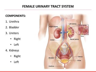 FEMALE URINARY TRACT SYSTEM
COMPONENTS:
1. Urethra
2. Bladder
3. Ureters
• Right
• Left
4. Kidneys
• Right
• Left
 