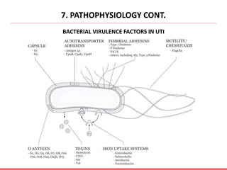 7. PATHOPHYSIOLOGY CONT.
BACTERIAL VIRULENCE FACTORS IN UTI
 
