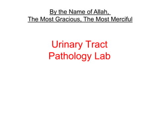 Urinary Tract
Pathology Lab
By the Name of Allah,
The Most Gracious, The Most Merciful
 