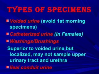 types of specImens
Voided urineVoided urine (avoid 1st morning(avoid 1st morning
specimens)specimens)
Catheterized urineCatheterized urine (in Females)(in Females)
Washings/BrushingsWashings/Brushings
Superior to voided urine butSuperior to voided urine but
localized, may not sample upperlocalized, may not sample upper
urinary tract and urethraurinary tract and urethra
Ileal conduit urineIleal conduit urine
 