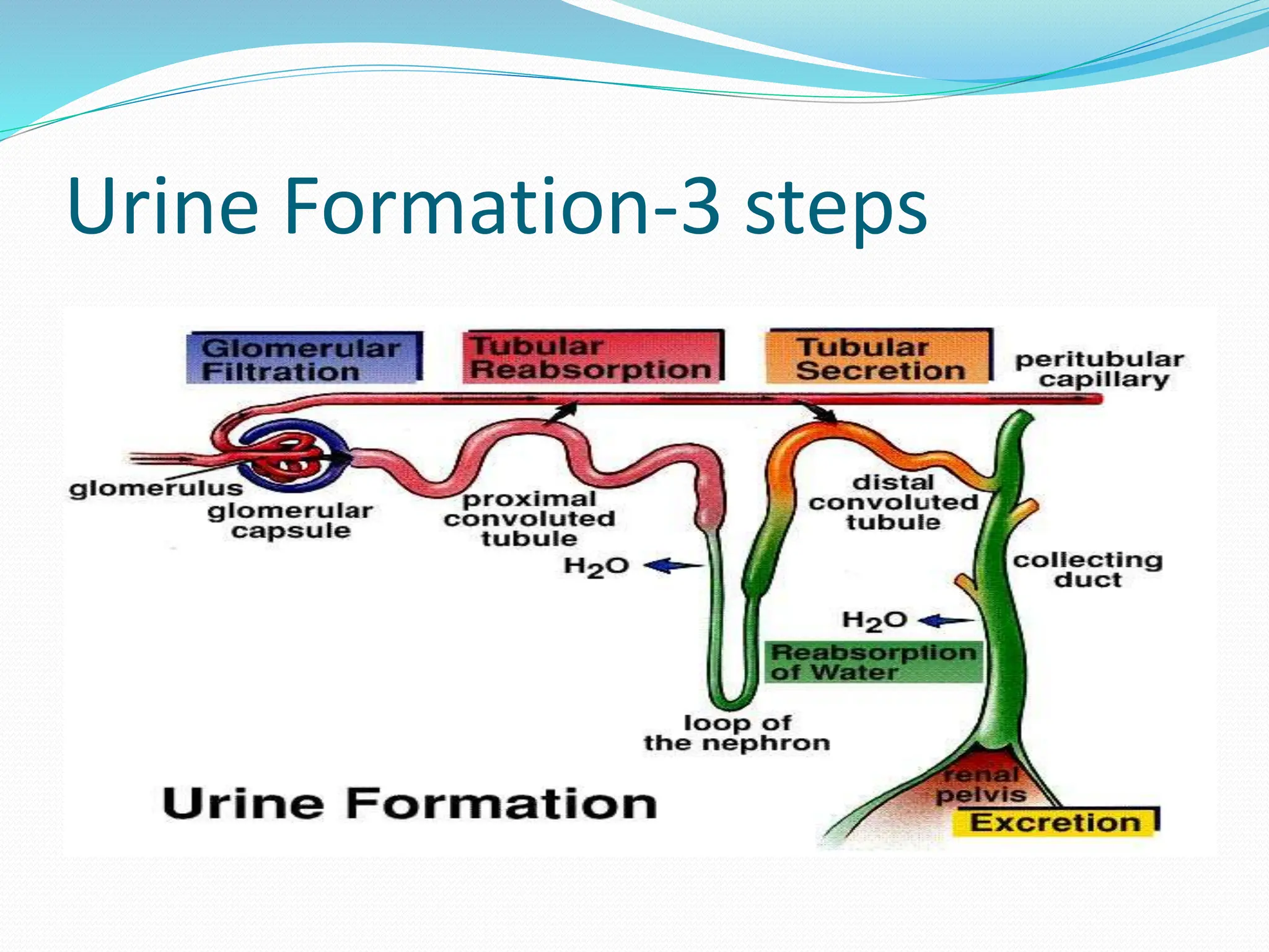Urine formation ppt pptx A Powerpoint On The Mechanism Of Urine 