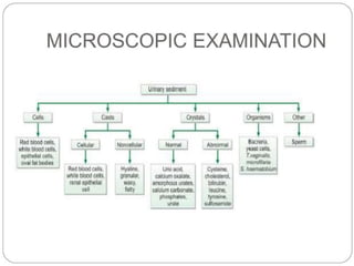 urine alaysis final biochemistry presentation