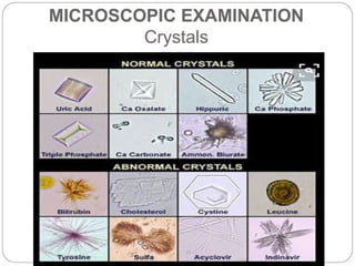 urine alaysis final biochemistry presentation
