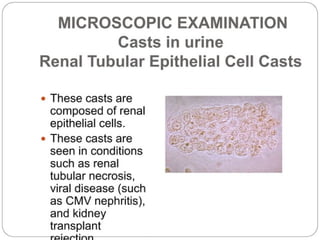 urine alaysis final biochemistry presentation