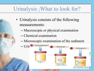 Urinalysis ;What to look for?
• Urinalysis consists of the following
measurements:
– Macroscopic or physical examination
– Chemical examination
– Microscopic examination of the sediment
– Urine culture
 