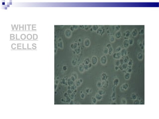WHITE
BLOOD
CELLS
 