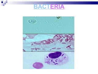 BACTERIA
 