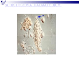 SCHISTOSOMIA HAEMATOBIUM
 