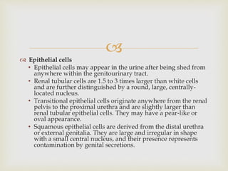 
 Epithelial cells
• Epithelial cells may appear in the urine after being shed from
anywhere within the genitourinary tract.
• Renal tubular cells are 1.5 to 3 times larger than white cells
and are further distinguished by a round, large, centrally-
located nucleus.
• Transitional epithelial cells originate anywhere from the renal
pelvis to the proximal urethra and are slightly larger than
renal tubular epithelial cells. They may have a pear-like or
oval appearance.
• Squamous epithelial cells are derived from the distal urethra
or external genitalia. They are large and irregular in shape
with a small central nucleus, and their presence represents
contamination by genital secretions.
 