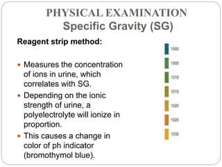 PHYSICAL EXAMINATION
Specific Gravity (SG)
Reagent strip method:
 Measures the concentration
of ions in urine, which
corr...