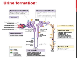 Urine formation:
 