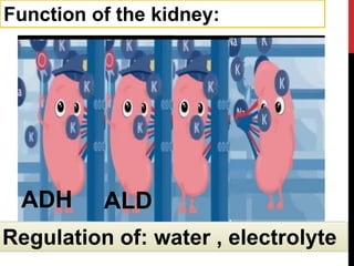 Function of the kidney:
Regulation of: water , electrolyte
ADH ALD
 