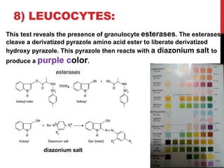 8) LEUCOCYTES:
This test reveals the presence of granulocyte esterases. The esterases
cleave a derivatized pyrazole amino acid ester to liberate derivatized
hydroxy pyrazole. This pyrazole then reacts with a diazonium salt to
produce a purple color.
esterases
diazonium salt
 