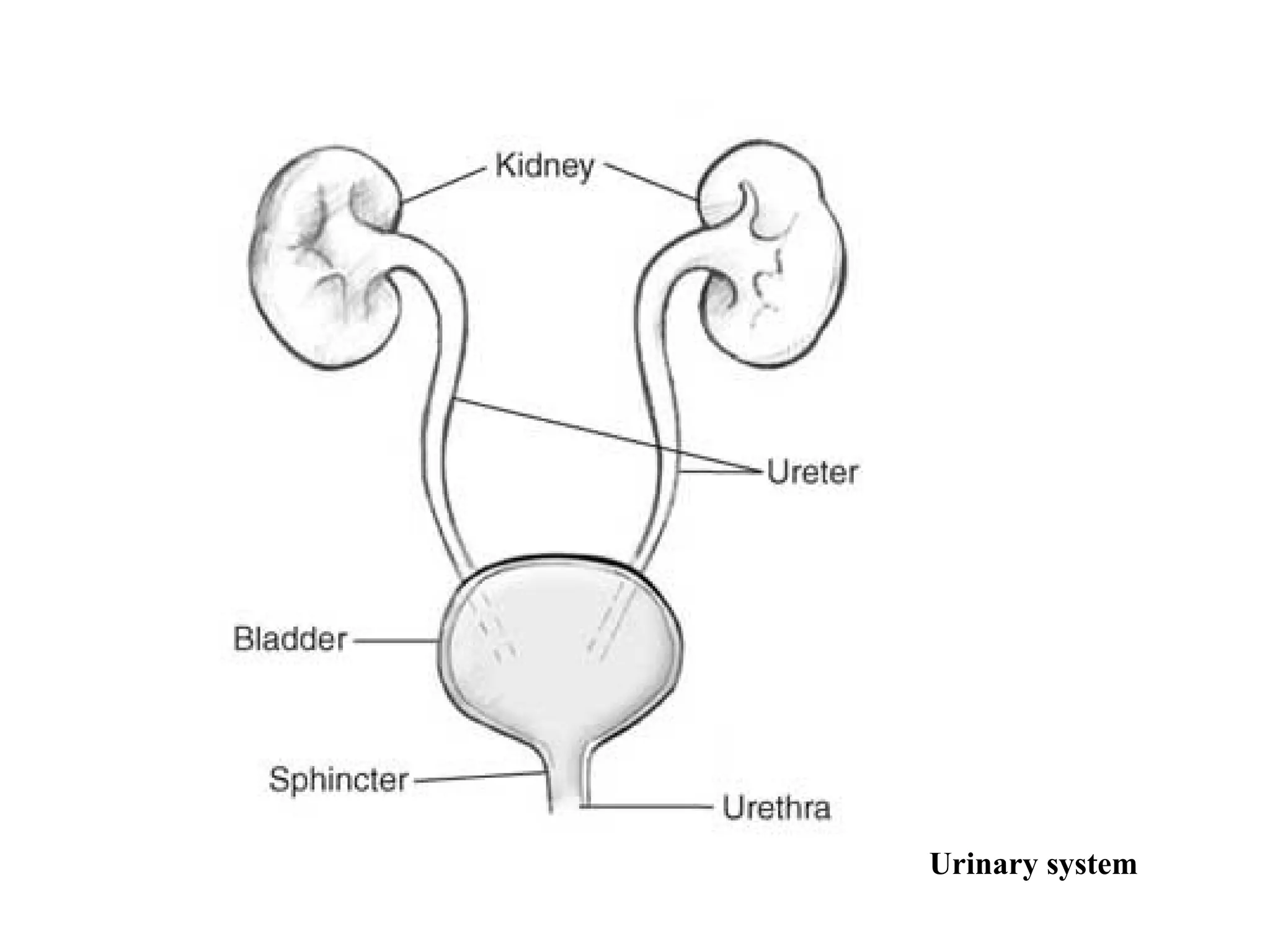 Urinary system
 