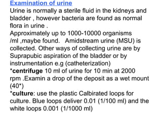 Urine Analysis each criteria and values for clinical setting | PPT
