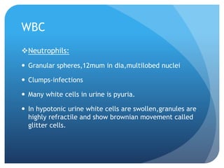 WBC
Neutrophils:
 Granular spheres,12mum in dia,multilobed nuclei
 Clumps-infections
 Many white cells in urine is pyuria.
 In hypotonic urine white cells are swollen,granules are
highly refractile and show brownian movement called
glitter cells.
 