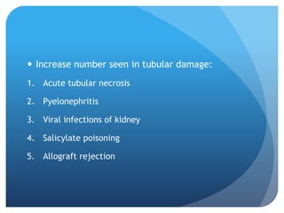  Increase number seen in tubular damage:
1. Acute tubular necrosis
2. Pyelonephritis
3. Viral infections of kidney
4. Salicylate poisoning
5. Allograft rejection
 