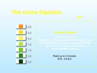 5.0
6.0
6.5
7.0
7.5
8.0
8.5
The Urine Dipstick:
pH
H+
interacts with:
Methyl Red (at high concentration; low pH) and
Bromthymol Blue (at low concentration; high
pH), to form a colored complexes
(dual indicator system)
Chemical Principle
Read up to 2 minutes
R.R.: 4.5-8.0
 