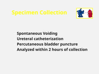 Specimen Collection
– Spontaneous Voiding
– Ureteral catheterization
– Percutaneous bladder puncture
– Analyzed within 2 hours of collection
 