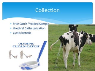  Free Catch / Voided Sample
 Urethral Catheterization
 Cystocentesis
Collection
 