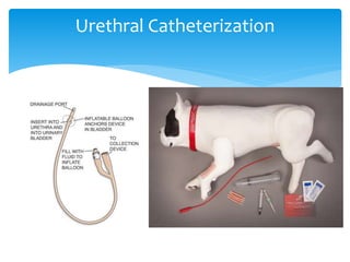 Urethral Catheterization
 
