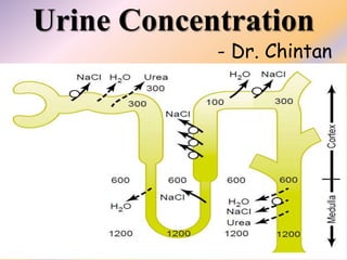 Urine Concentration
- Dr. Chintan
 